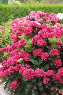 Hydrangea macrophylla 'Merveille Sanguine'