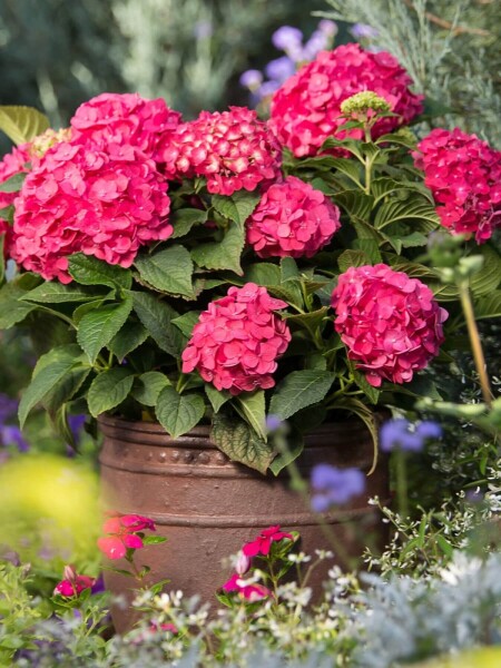 Hydrangea macrophylla 'Summer Love Red'