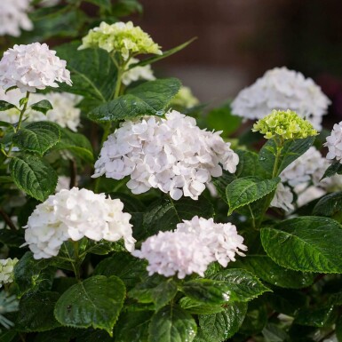 Hydrangea macrophylla 'The Bride'