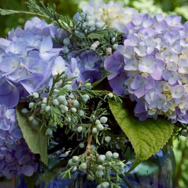 Hydrangea macrophylla 'The Original Blue'