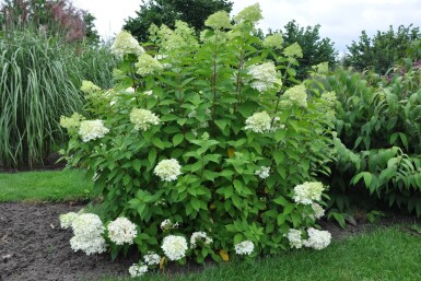 Hydrangea paniculata 'Limelight'