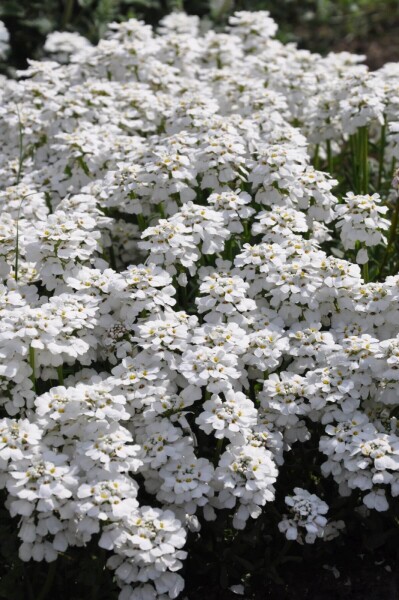 Iberis sempervirens 'Snowflake' Iberis sempervirens 'Snowflake'
