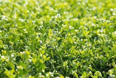 Ilex crenata 'Stokes' C2 20-30