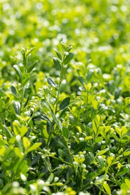 Ilex crenata 'Stokes' P9 5-10