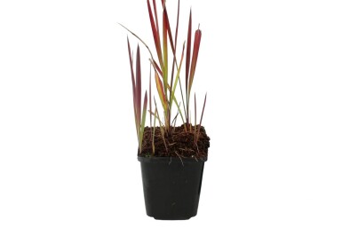 Imperata cylindrica 'Red Baron'