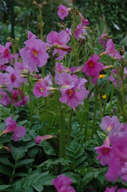 Incarvillea delavayi