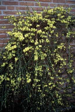 Jasminum nudiflorum