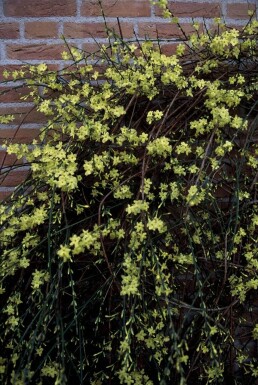 Jasminum nudiflorum