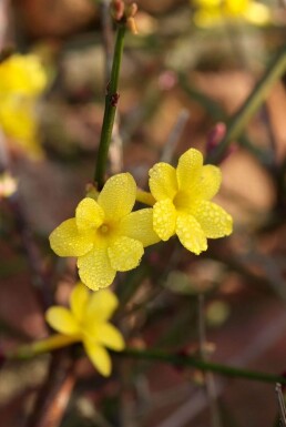 Jasminum nudiflorum