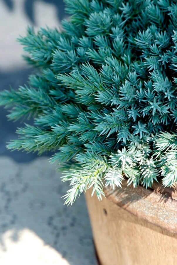 Juniperus squamata 'Blue Star' Himalayaen buske 10-15 i kruka C2 Juniperus squamata 'Blue Star' buske 10-15 cm