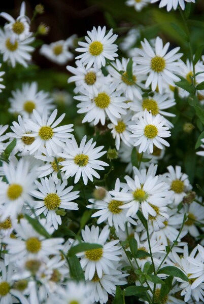 Kalimeris incisa 'Alba' Kalimeris incisa 'Alba'