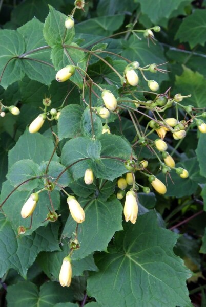 Kirengeshoma palmata Kirengeshoma palmata