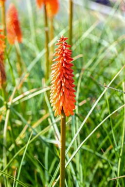 Kniphofia 'Alcazar'