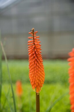 Kniphofia 'Alcazar'