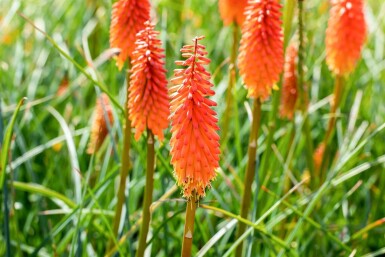 Kniphofia 'Alcazar'