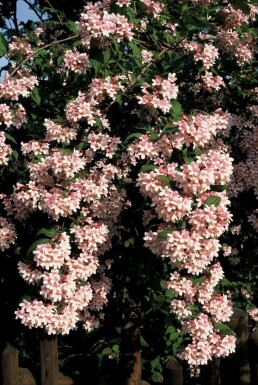 Kolkwitzia amabilis 'Pink Cloud'