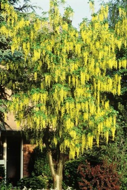 Laburnum watereri 'Vossii'