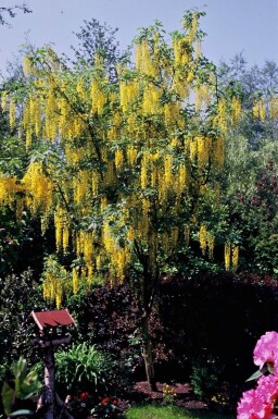 Laburnum watereri 'Vossii'