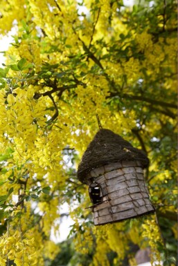 Laburnum watereri 'Vossii'