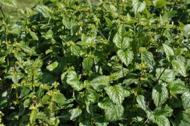 Lamium galeobdolon 'Florentinum'