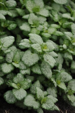 Lamium maculatum 'White Nancy'