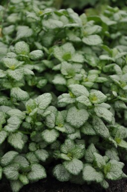 Lamium maculatum 'White Nancy'