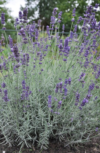 Lavendel Lavandula angustifolia 'Hidcote' 10-15 Pot C2 Lavandula angustifolia 'Hidcote'