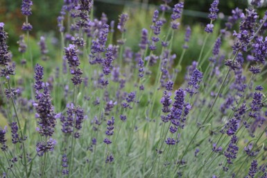 Lavandula angustifolia 'Hidcote'