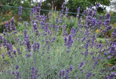 Lavandula angustifolia 'Hidcote'