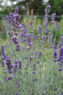 Lavandula angustifolia 'Hidcote'