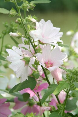 Lavatera 'Barnsley'