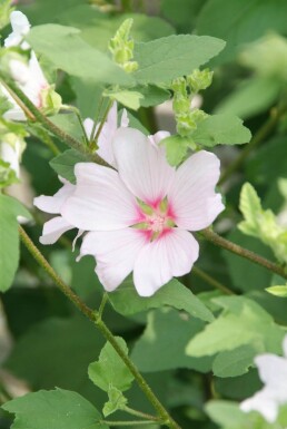 Lavatera 'Barnsley'