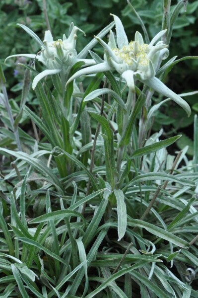 Leontopodium alpinum Leontopodium alpinum