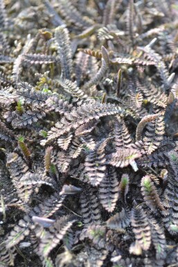 Leptinella potentillina 'Platt’s Black'