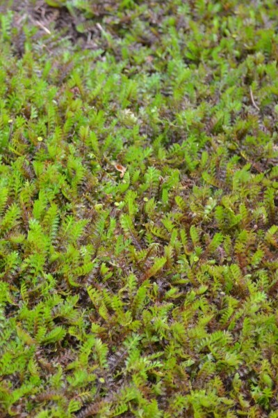 Leptinella squalida Leptinella squalida
