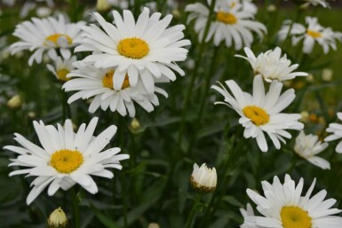 Leucanthemum (M) 'Alaska'