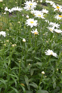 Leucanthemum (M) 'Alaska'