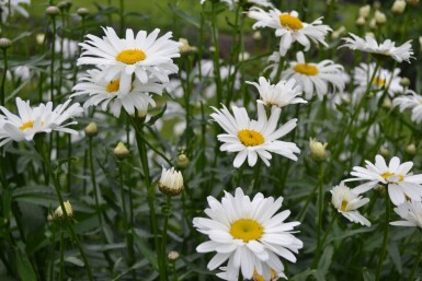 Leucanthemum (M) 'Alaska'