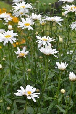 Leucanthemum (M) 'Alaska'