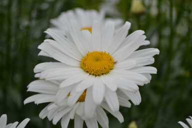 Leucanthemum (M) 'Alaska'