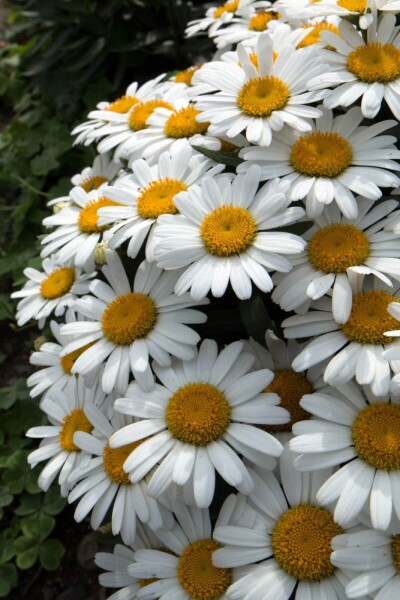 Leucanthemum × superbum 'Snow Lady'