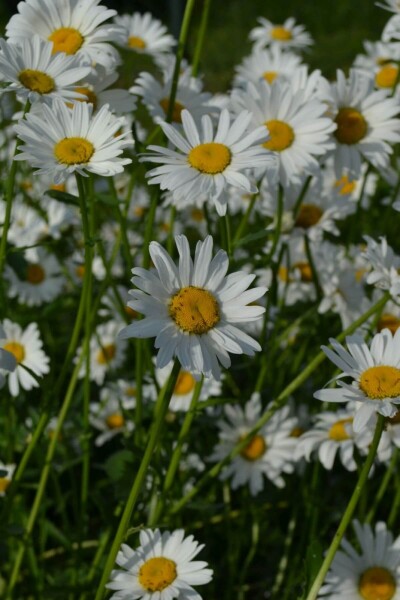 Leucanthemum vulgare 'Maikonigin' Leucanthemum vulgare 'Maikonigin'