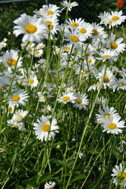 Leucanthemum vulgare 'Maikonigin'