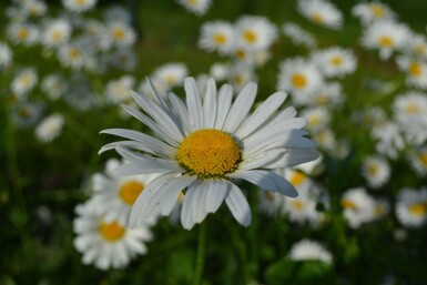 Leucanthemum vulgare 'Maikonigin'