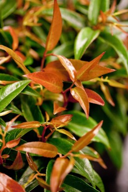 Leucothoe keiskei 'Royal Ruby' C10 40-50