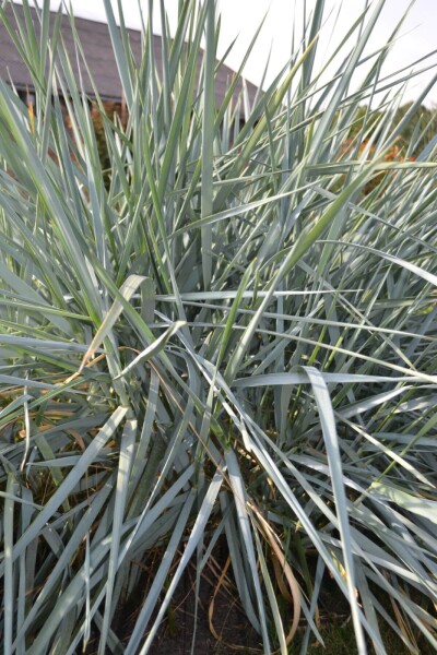 Leymus arenarius Leymus arenarius