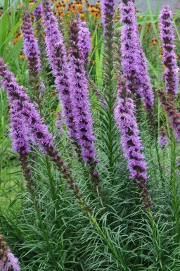 Liatris spicata 'Floristan Violet'