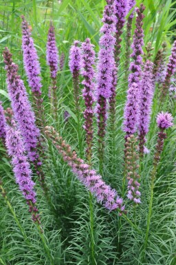 Liatris spicata 'Floristan Violet'