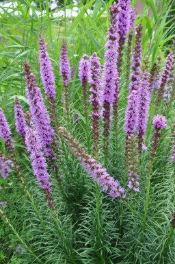 Liatris spicata 'Floristan Violet'