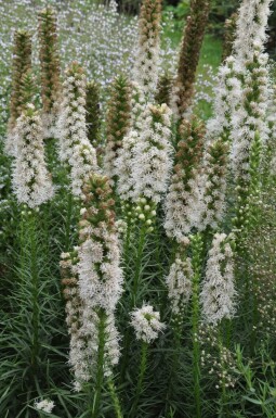 Liatris spicata 'Floristan Weiss'